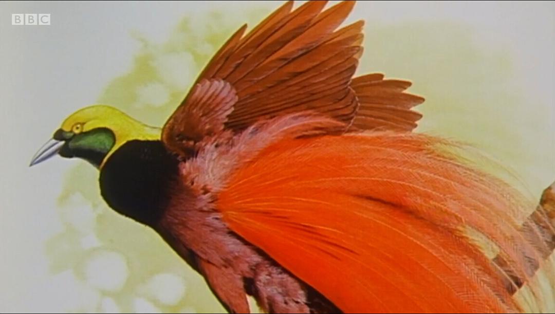 爱登堡的极乐鸟世界 Attenborough's Paradise Birds