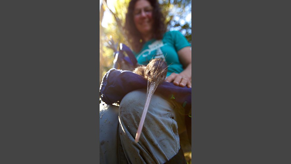 大鸟 Natural World: Attenborough’s Big Birds