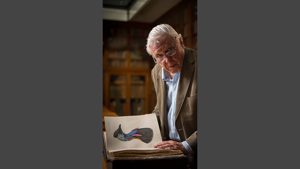 大鸟 Natural World: Attenborough’s Big Birds