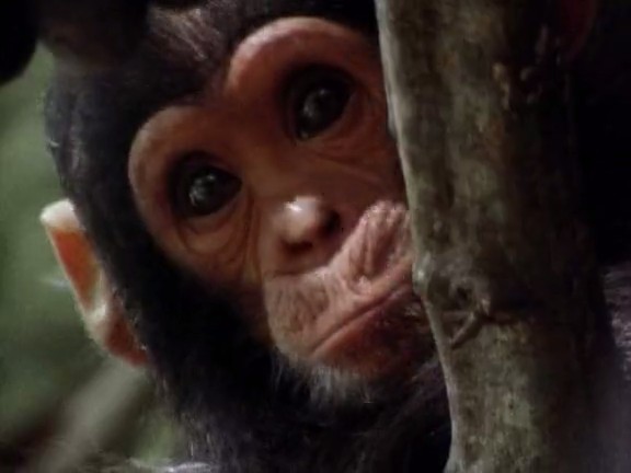 国家地理:时空大冒险 Adventures in Time: The National Geographic Millennium Special