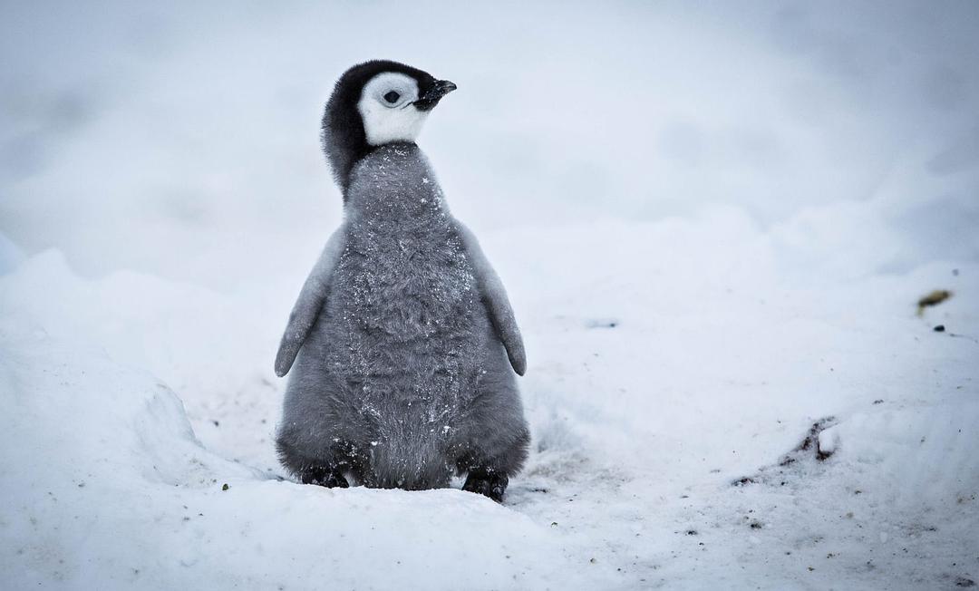 帝企鹅宝宝的生命轮回之旅 Snow Chick – A Penguin's Tale