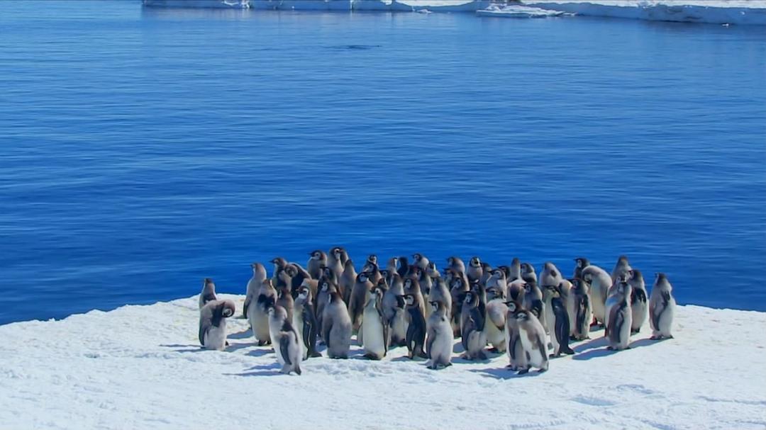 帝企鹅宝宝的生命轮回之旅 Snow Chick – A Penguin's Tale