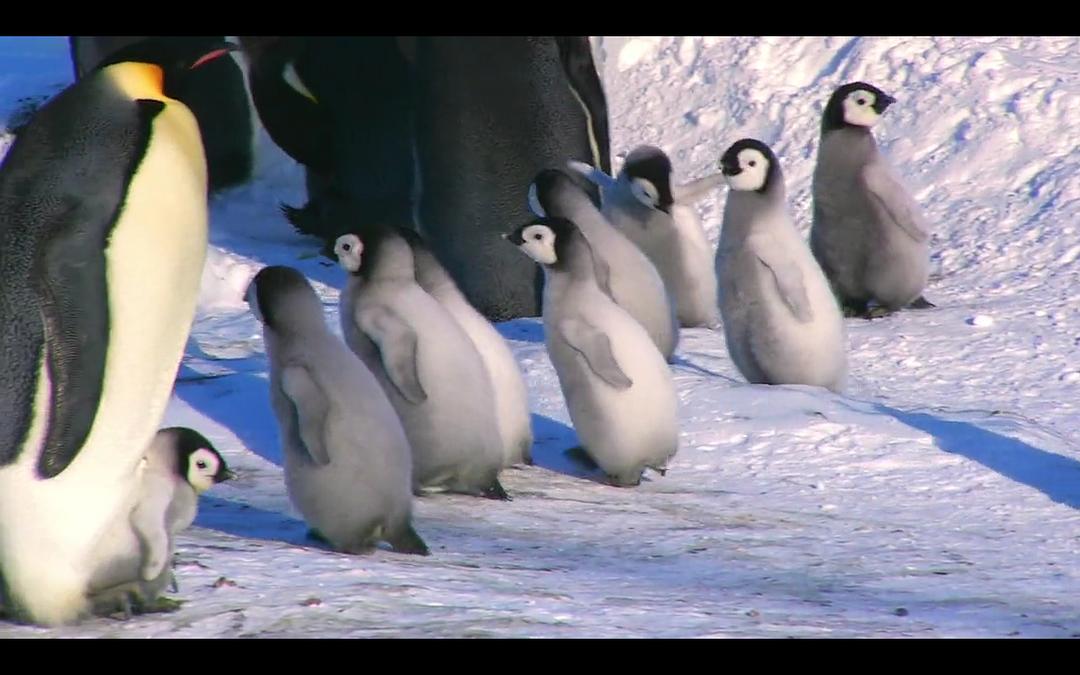 帝企鹅宝宝的生命轮回之旅 Snow Chick – A Penguin's Tale