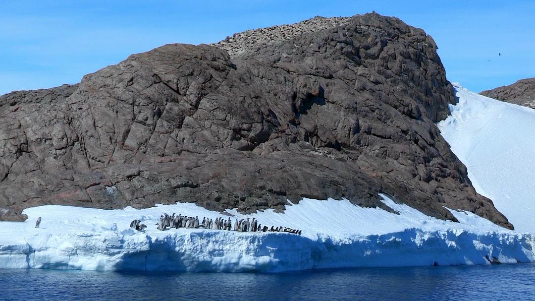 帝企鹅宝宝的生命轮回之旅 Snow Chick – A Penguin's Tale