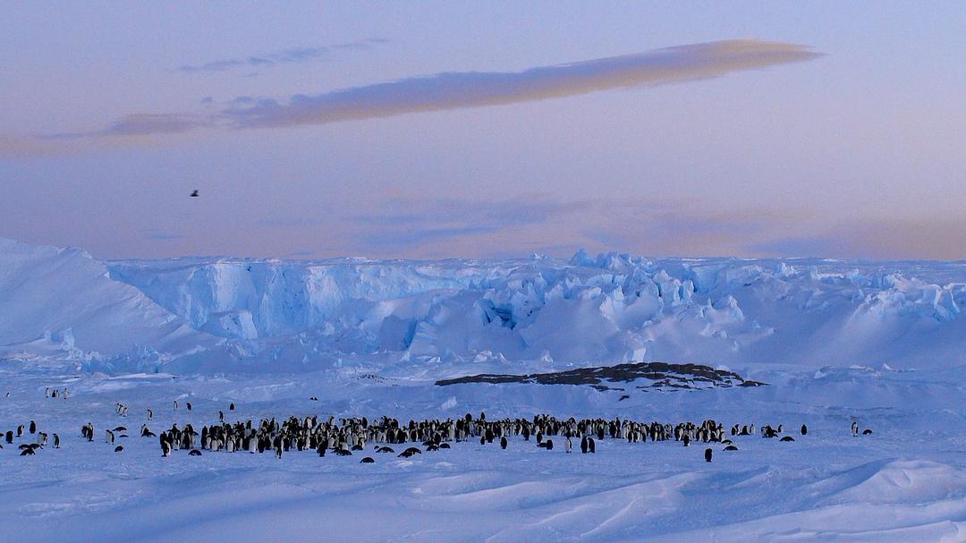 帝企鹅宝宝的生命轮回之旅 Snow Chick – A Penguin's Tale