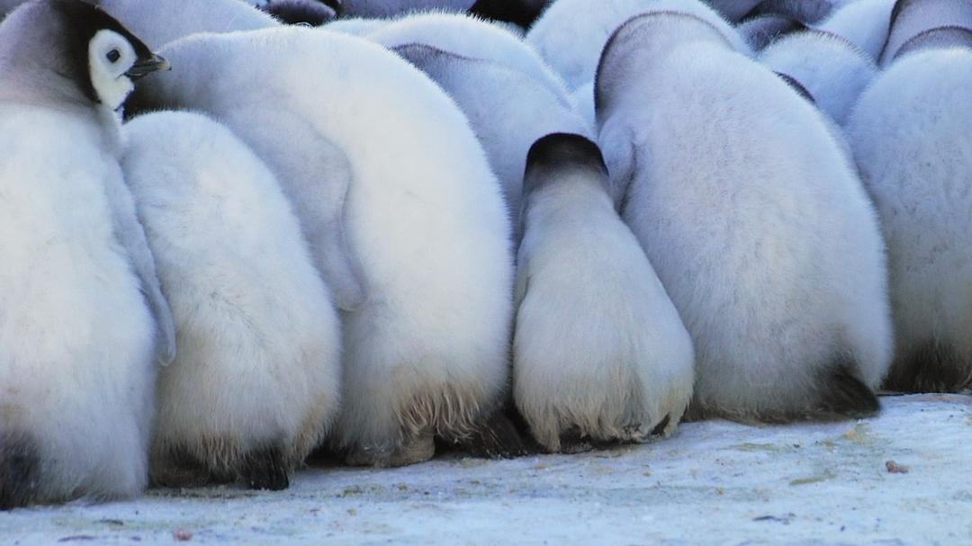 帝企鹅宝宝的生命轮回之旅 Snow Chick – A Penguin's Tale