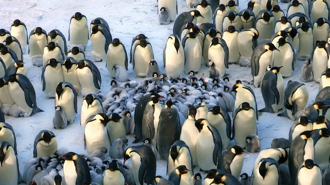 帝企鹅宝宝的生命轮回之旅 Snow Chick – A Penguin's Tale