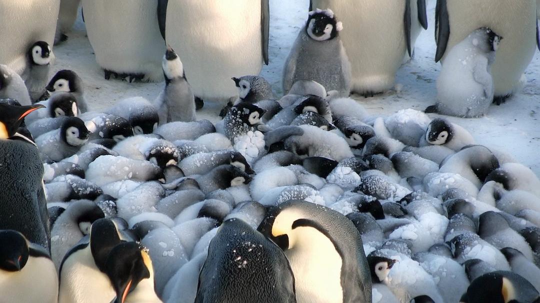 帝企鹅宝宝的生命轮回之旅 Snow Chick – A Penguin's Tale