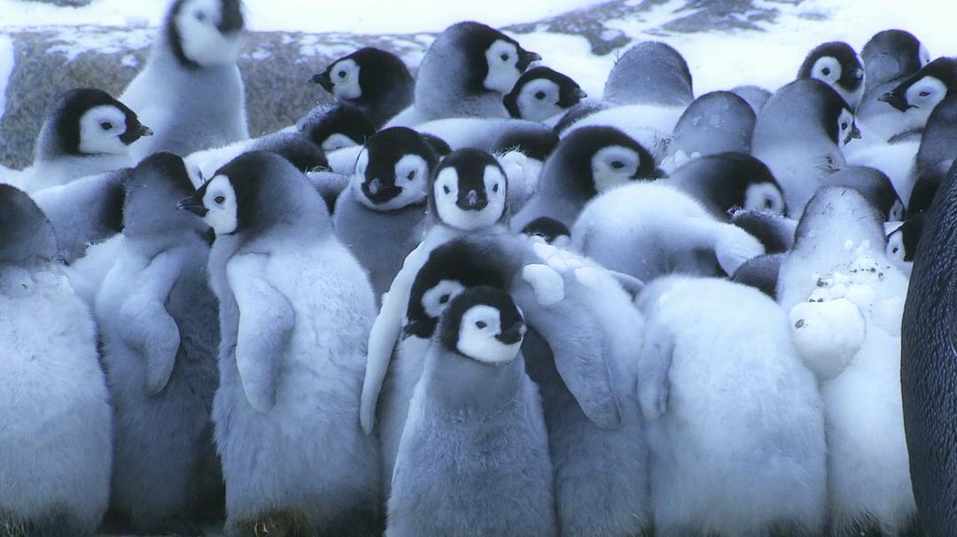 帝企鹅宝宝的生命轮回之旅 Snow Chick – A Penguin's Tale