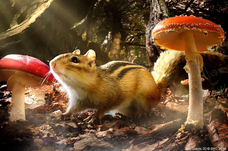 小巨人 3D Tiny Giants 3D