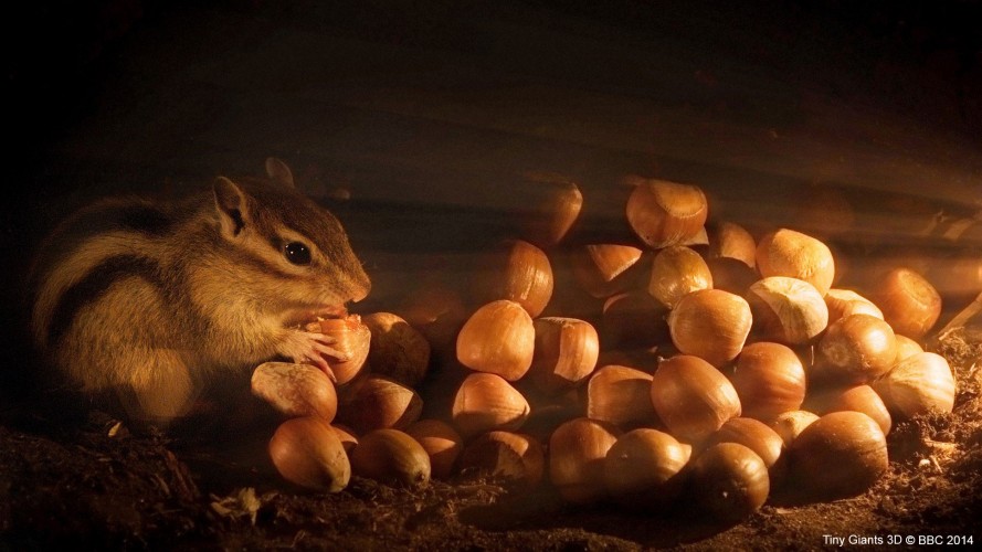 小巨人 3D Tiny Giants 3D