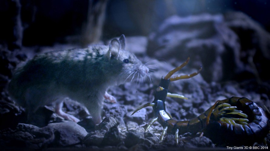 小巨人 3D Tiny Giants 3D