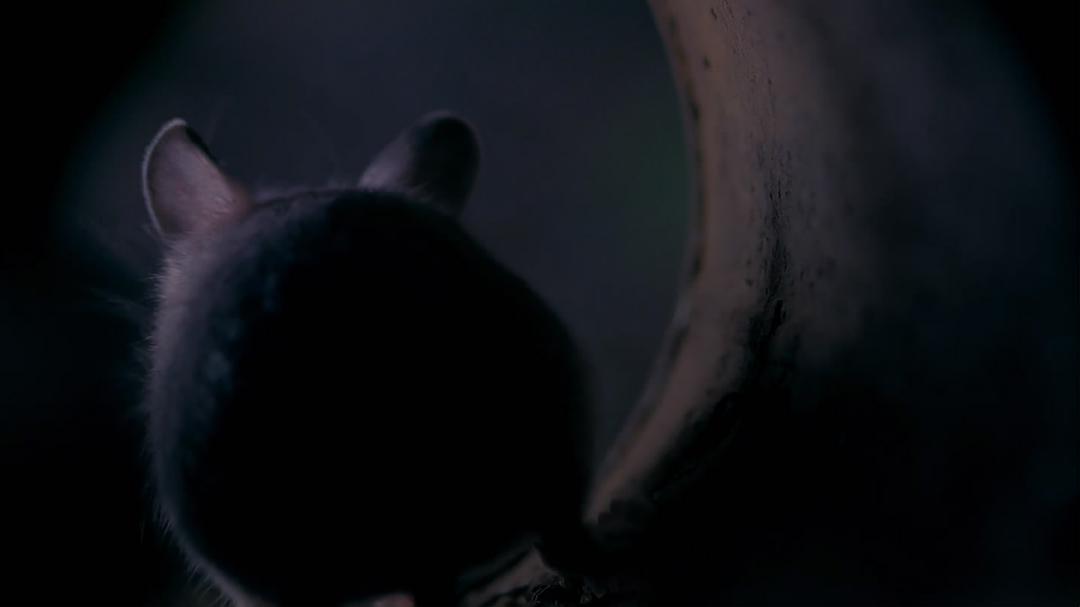 小巨人 3D Tiny Giants 3D