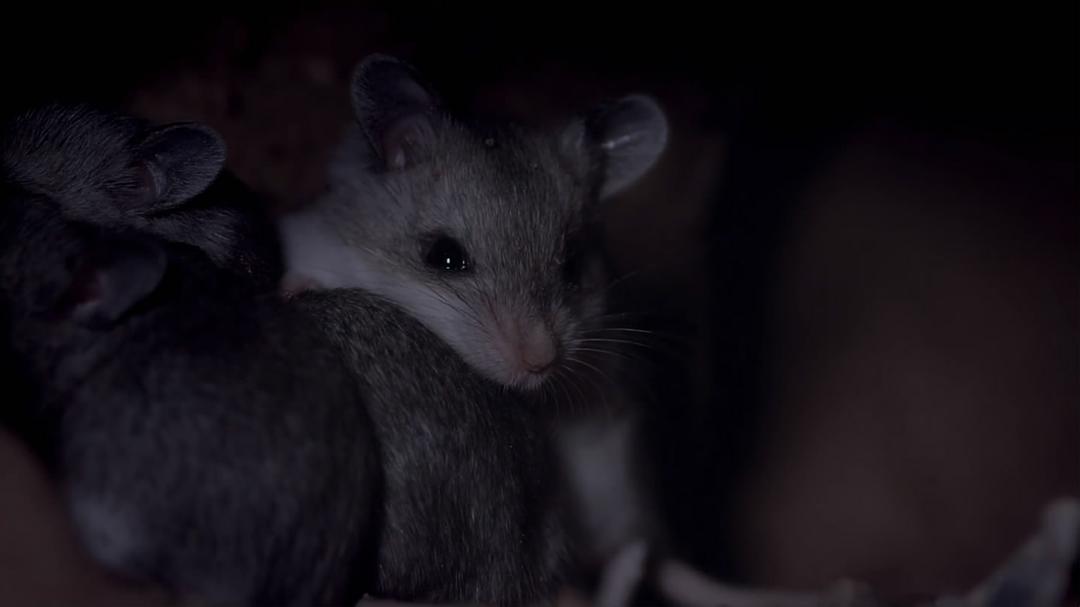 小巨人 3D Tiny Giants 3D