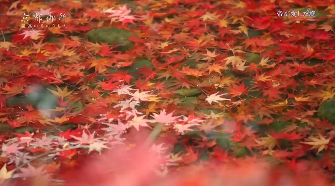 京都御所:不为人知的千年之美 京都御所 ~秘められた千年の美~