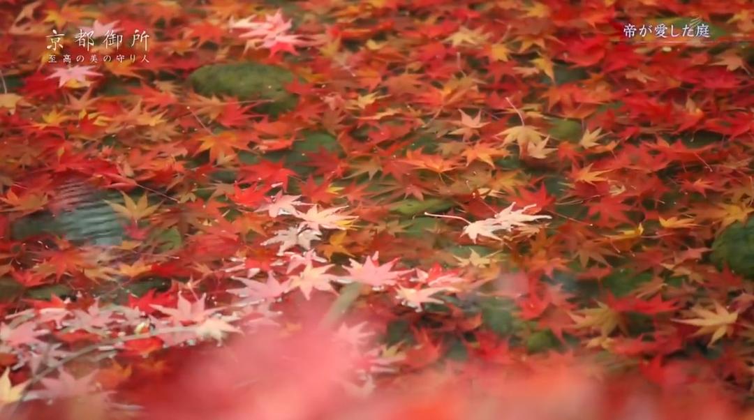 京都御所:不为人知的千年之美 京都御所 ~秘められた千年の美~