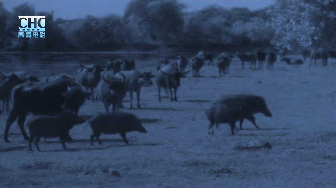 夜行追踪 Night Stalkers