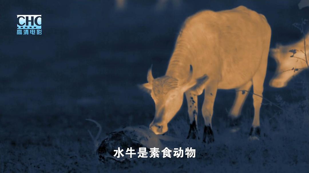 夜行追踪 Night Stalkers