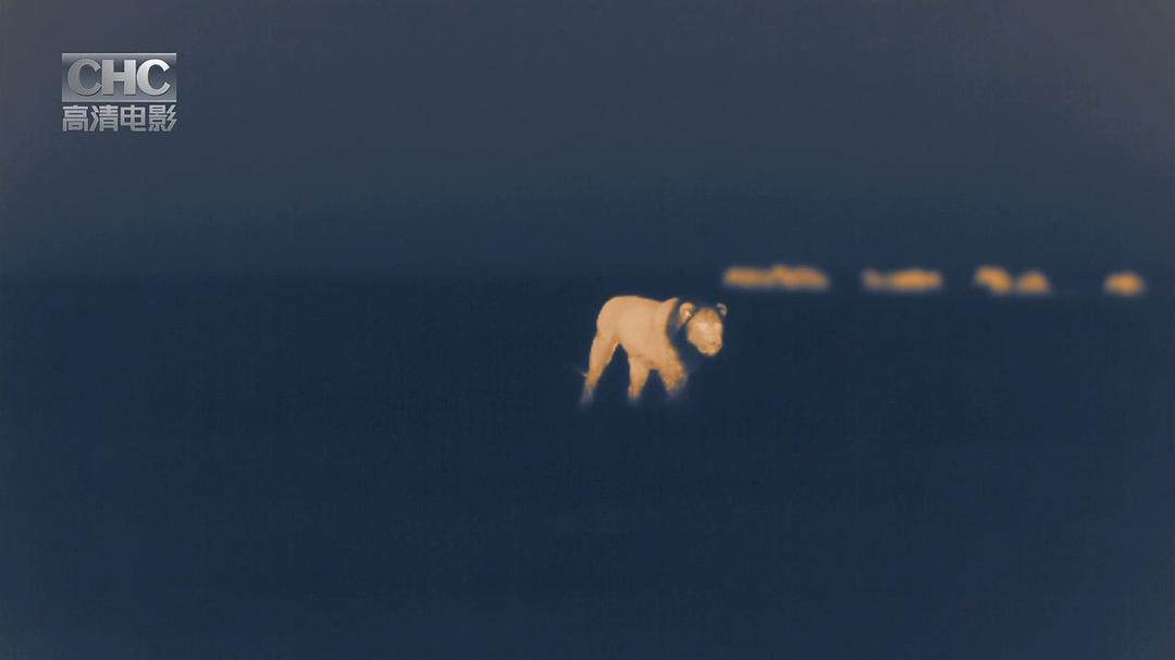 夜行追踪 Night Stalkers