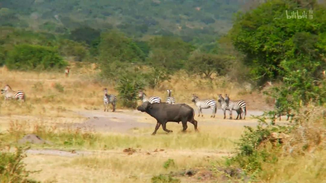 单挑荒野 第一季 Marooned with Ed Stafford Season 1