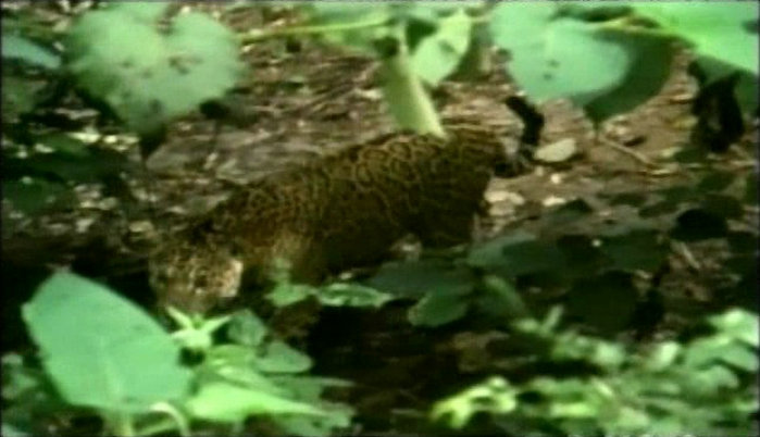 琥珀昆虫 Jewel.of.the.Earth.