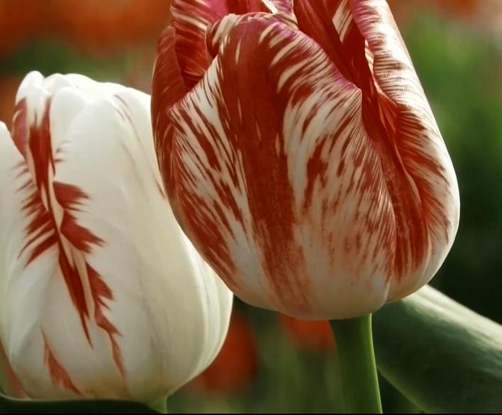 郁金香效应 Terra Mater: Der Tulpen-Crash