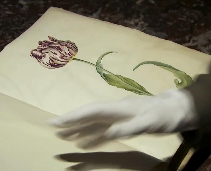 郁金香效应 Terra Mater: Der Tulpen-Crash