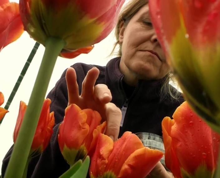 郁金香效应 Terra Mater: Der Tulpen-Crash