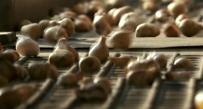 郁金香效应 Terra Mater: Der Tulpen-Crash