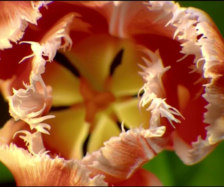 郁金香效应 Terra Mater: Der Tulpen-Crash