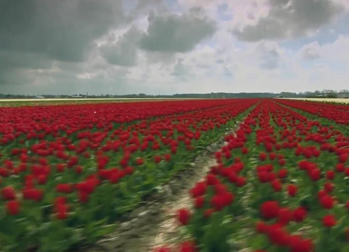 郁金香效应 Terra Mater: Der Tulpen-Crash