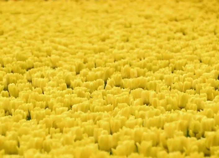 郁金香效应 Terra Mater: Der Tulpen-Crash