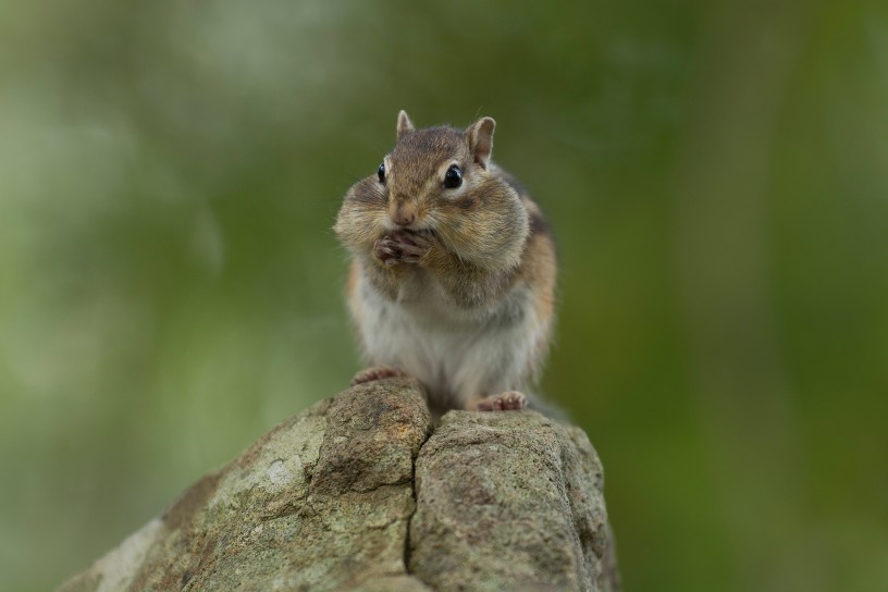 狂野日本 Wild Japan