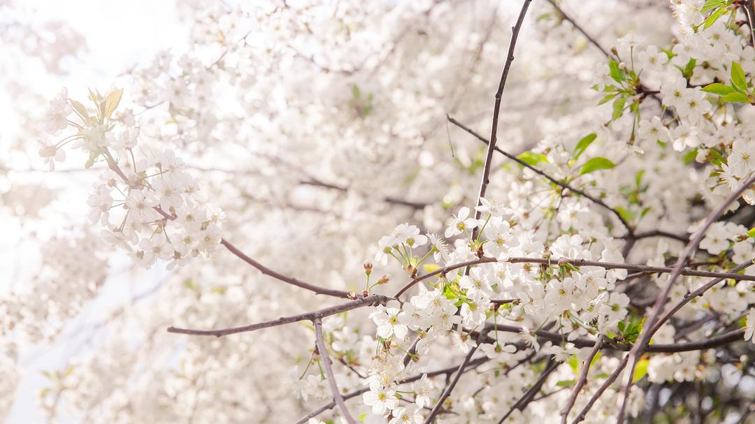 狂野日本 Wild Japan