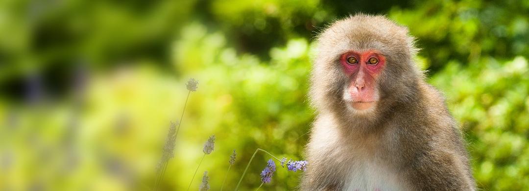 狂野日本 Wild Japan