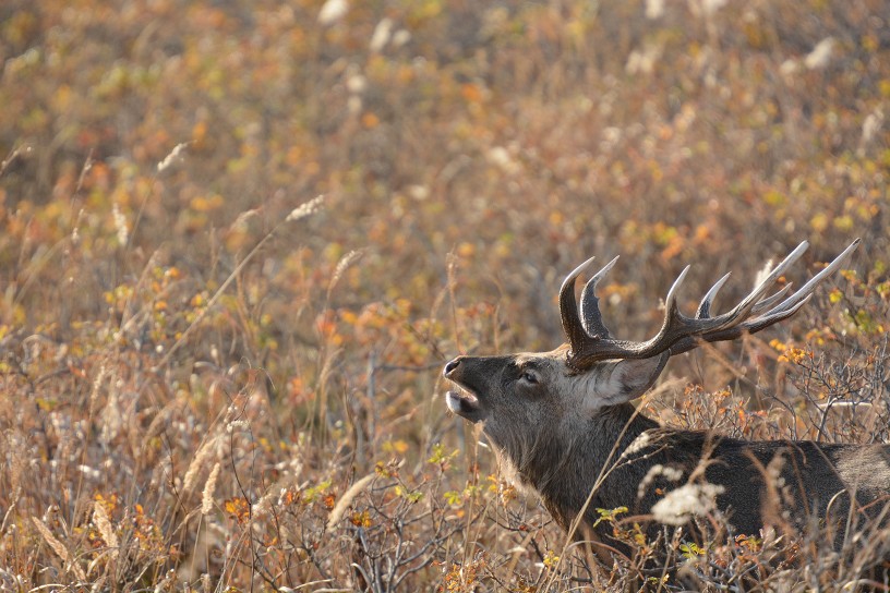 狂野日本 Wild Japan