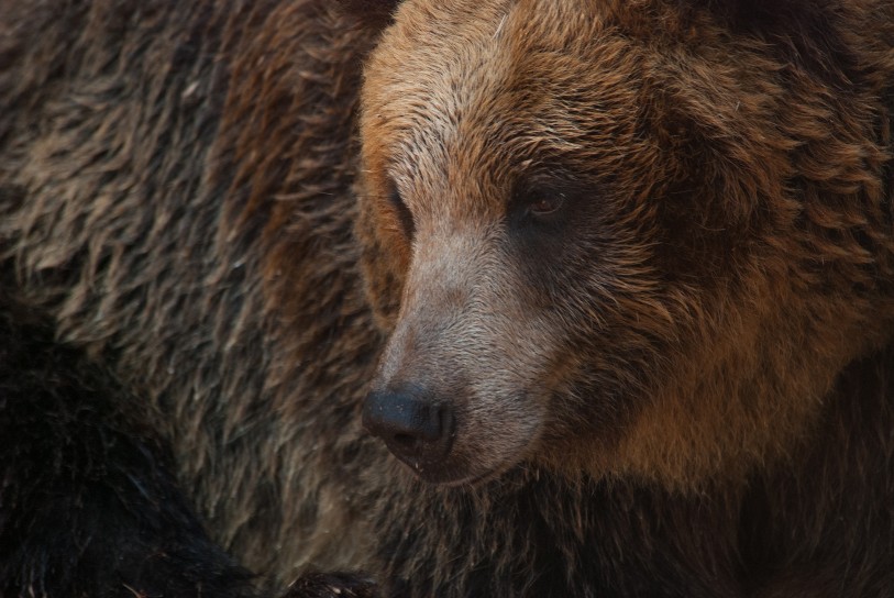 狂野日本 Wild Japan