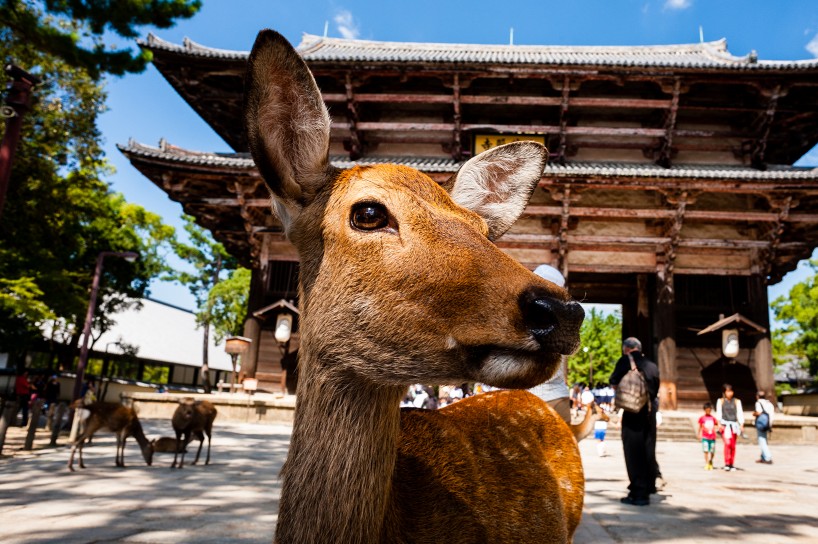 狂野日本 Wild Japan
