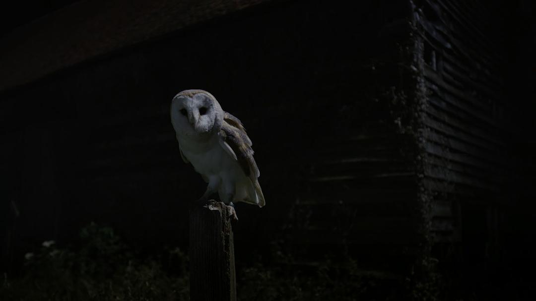 征服天穹 David Attenborough's Conquest of the Skies