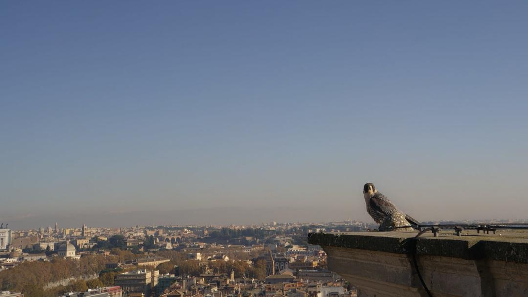 征服天穹 David Attenborough's Conquest of the Skies