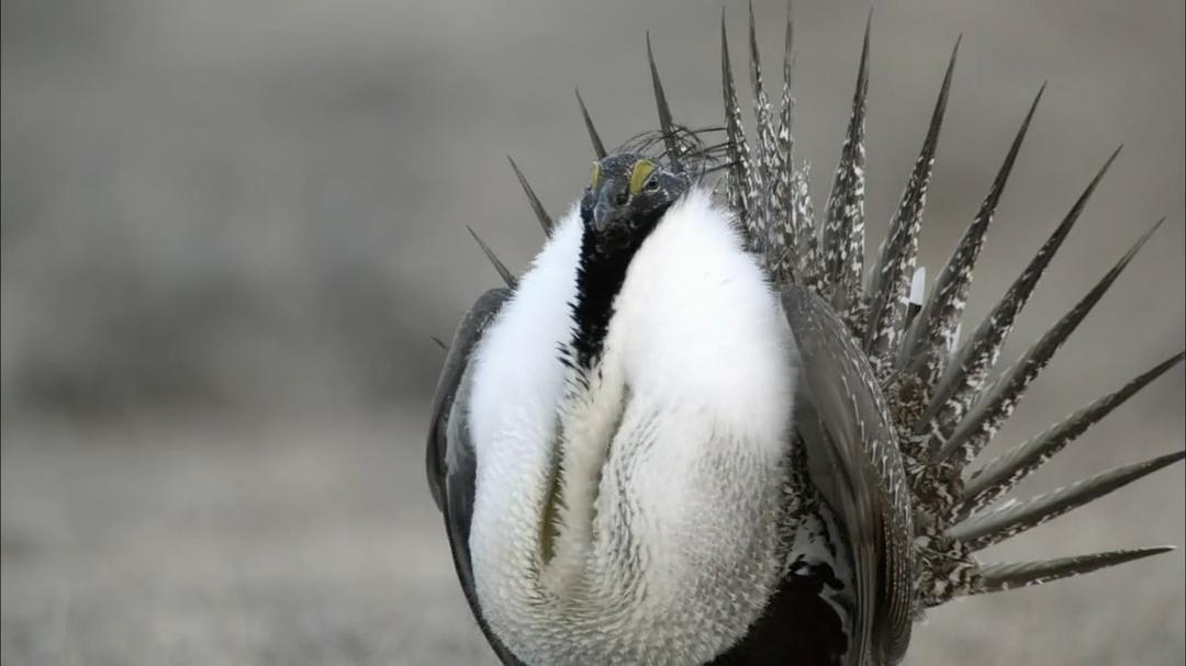 自然:灌木蒿海洋 Nature – The Sagebrush Sea