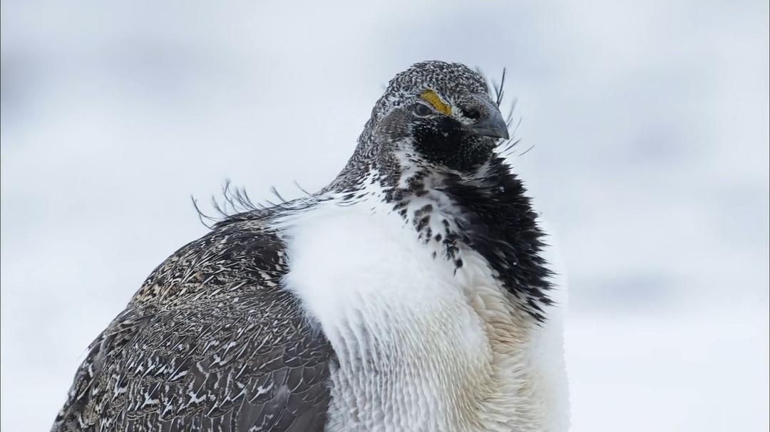 自然:灌木蒿海洋 Nature – The Sagebrush Sea