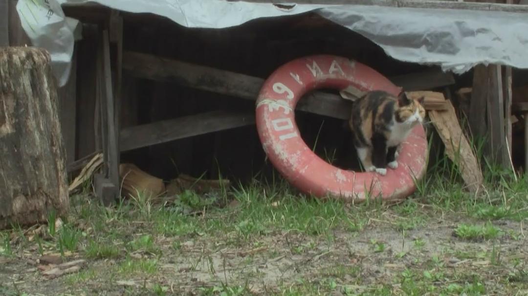 切尔诺贝利的大娘们 The Babushkas of Chernobyl