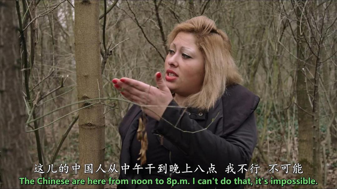 我们在这片森林里制造梦想 Le bois dont les rêves sont faits