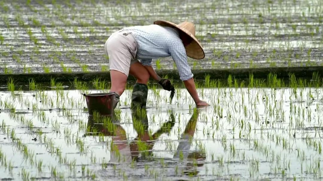 老鹰想飞 老鷹想飛