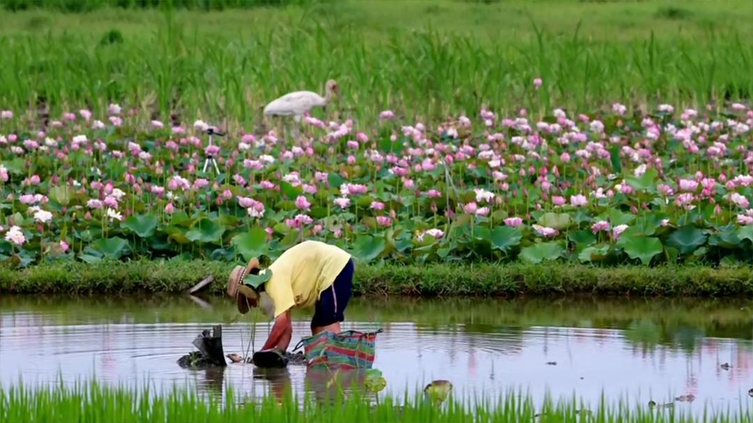 老鹰想飞 老鷹想飛