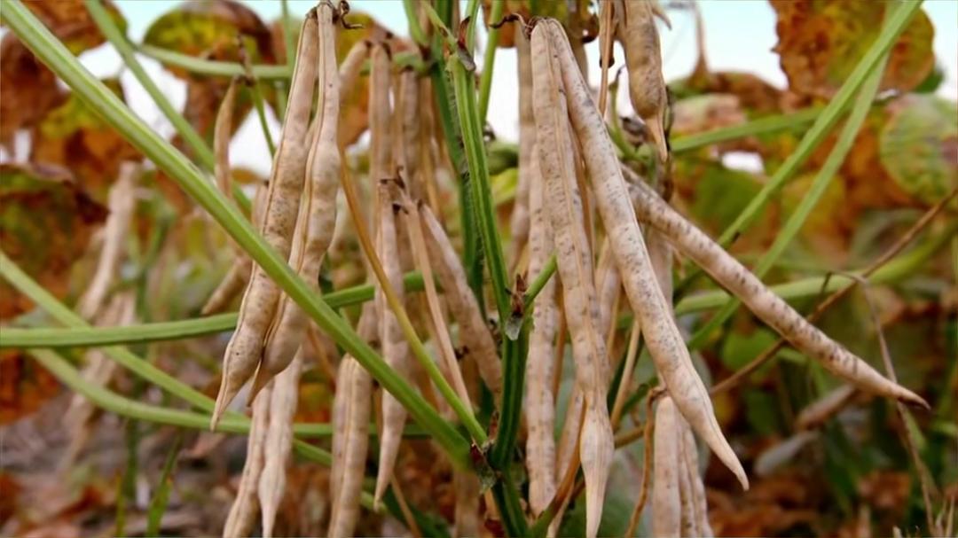 老鹰想飞 老鷹想飛