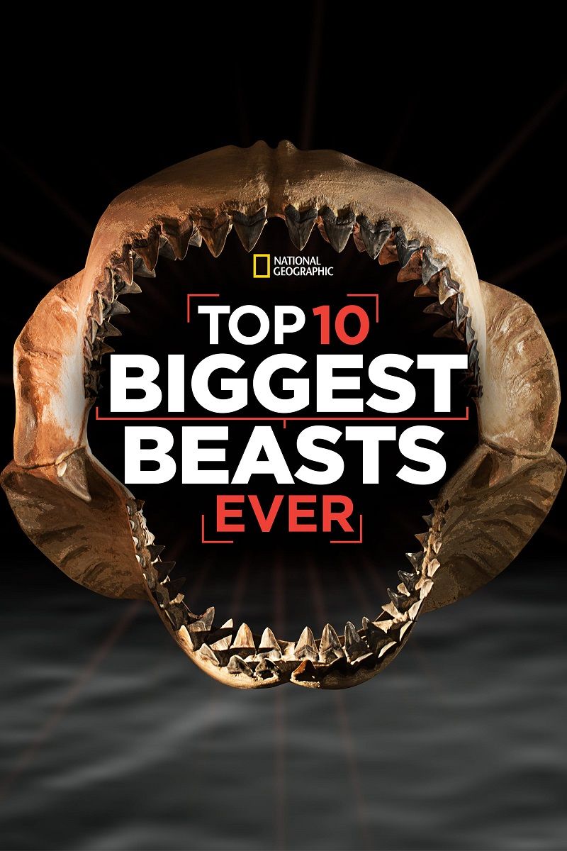 十大巨兽排行榜 Top 10 Biggest Beasts Ever