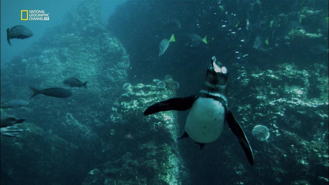 十大巨兽排行榜 Top 10 Biggest Beasts Ever