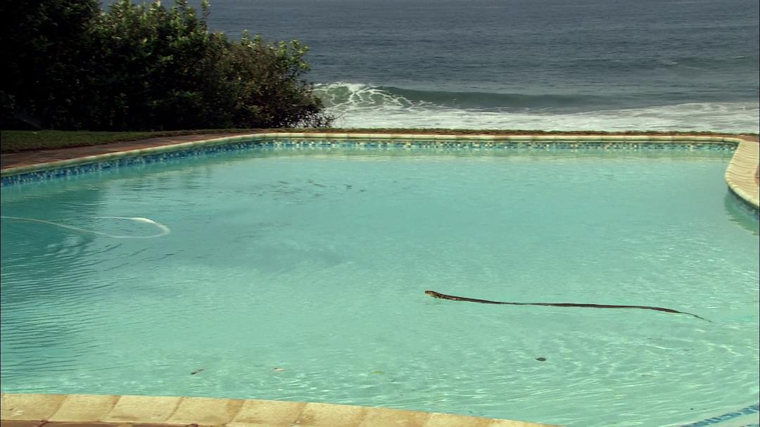 眼镜蛇黑手党 Cobra Mafia